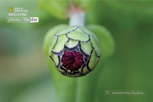The Source of Life, by Subhashish Nag Choudhury - Close-Up Photography, Art Photography, Photography Awards, Photo of the Day, Online Photography Courses