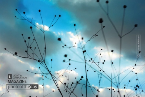Up to the Blue Sky, by Zahraa Al Hassani - Photo of the Day, Nature Photography, Art Photography, Photography Awards, Online Photography Courses