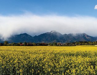Yellow, by Tina Panzalovic - Nature Photography, Photography Awards, Art Photography, Photo of the Day, Online Photography Courses