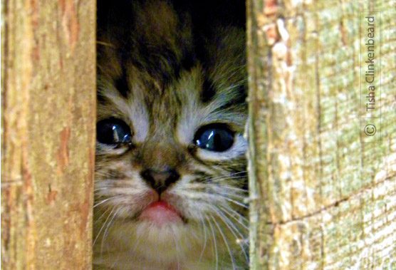 Is It Safe To Come Out?, by Tisha Clinkenbeard - Wildlife Photography, Photography Award, Nature Photography, Photo of the Day, Online Photography Courses