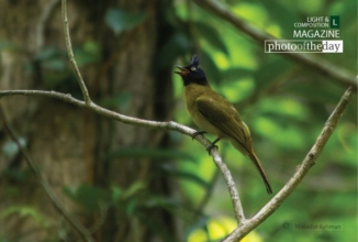 The Black Creasted Bulbul, by Masudur Rahman
