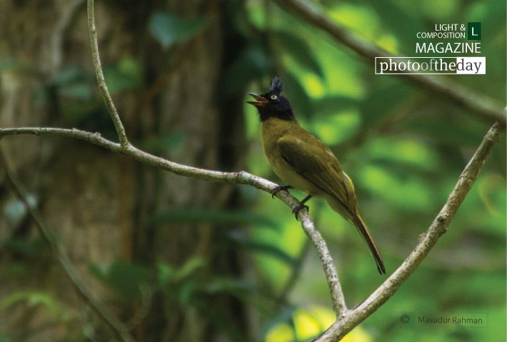 The Black Creasted Bulbul, by Masudur Rahman - Wildlife Photography, Bird Photography, Nature Photography, Photo of the Day, Black Creasted Bulbul
