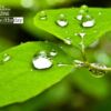 Close-up Photography, Nature Photography, Raindrops, Photo of the Day, Photography Awards – Green and Raindrops, by Tisha Clinkenbeard Green and Raindrops, by Tisha Clinkenbeard - Close-up Photography, Nature Photography, Raindrops, Photo of the Day, Photography Awards