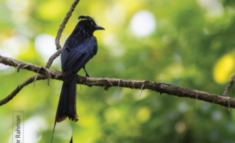 The Greater Racket-tailed Drongo, by Masudur Rahman