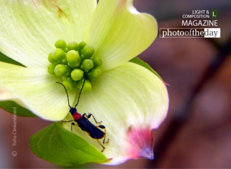 Lunch on the Dogwood, by Tisha Clinkenbeard - Close-up Photography, Photo of the Day, Photography Awards, Nature Photography, Fine Art Photography