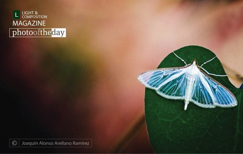 Space, by Joaquín Alonso Arellano Ramírez - Close-up Photography, Nature Photography, Photography Awards, Photo of the Day, Macro Photography