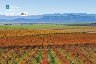 Autumn Vineyards, by Dawid Theron