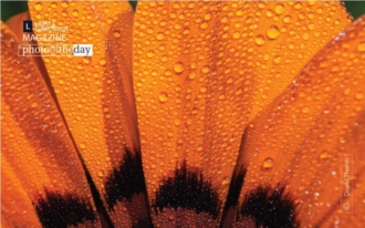 Orange Petals, by Dawid Theron