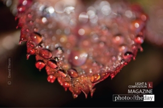 Rose Foliage, by Dawid Theron