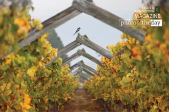 On the Trellises, by Dawid Theron