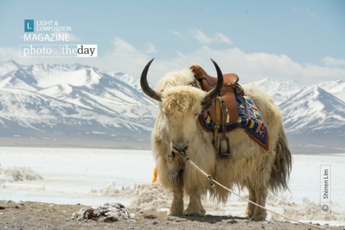 Portrait of a Yak, by Shirren Lim - Wildlife Photography, Portrait Photography, Photo of the Day, Shirren Lim, Lake Namtso