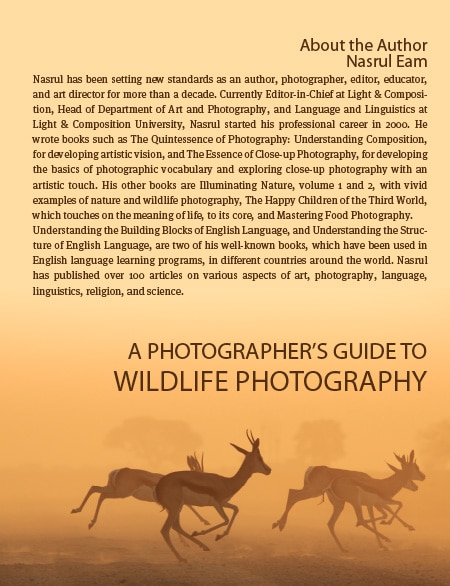 A Photographer's Guide to Wildlife Photography - Wildlife Photography, Photography Courses, Nature Photography, Photography Education, Online Photography Tutorials