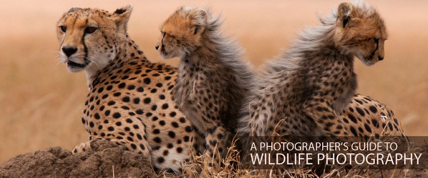 A Photographer's Guide to Wildlife Photography - Wildlife Photography, Photography Courses, Nature Photography, Photography Education, Online Photography Tutorials