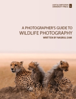 A Photographer's Guide to Wildlife Photography - Wildlife Photography, Photography Courses, Nature Photography, Photography Education, Online Photography Tutorials