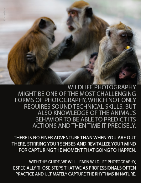 A Photographer's Guide to Wildlife Photography - Wildlife Photography, Photography Courses, Nature Photography, Photography Education, Online Photography Tutorials