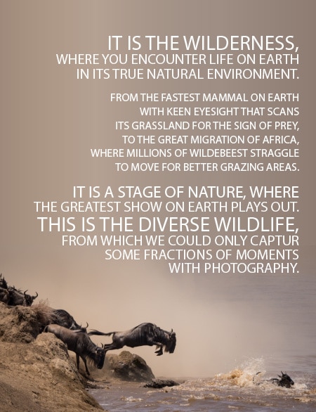 A Photographer's Guide to Wildlife Photography - Wildlife Photography, Photography Courses, Nature Photography, Photography Education, Online Photography Tutorials