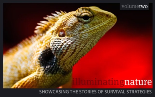 Illuminating Nature Volume Two - Wildlife Photography, Photojournalism, Nature Photography, Illuminating Nature,  Art Photography