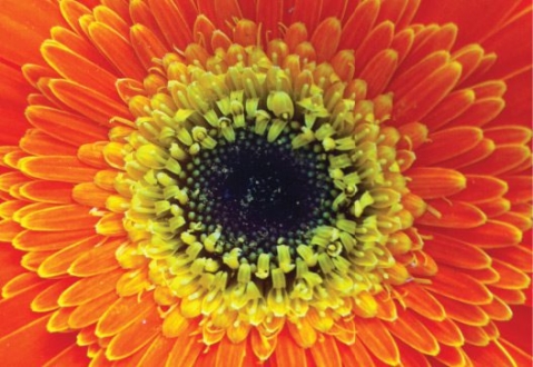 Crumb, by Patricia Saraiva - Close-up Photography, Nature Photography, Photo of the Day, Photography Awards, Art Photography