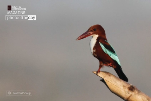 Standing on One Leg, by Nazmul Shanji - Wildlife Photography, Photojournalism, Nature Photography, Photography Awards, Light & Composition University