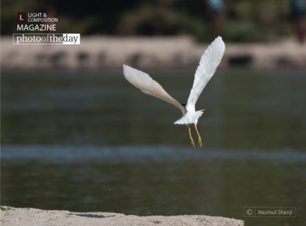 Take Off, by Nazmul Shanji - Wildlife Photography, Photojournalism, Nature Photography, Photography Awards, Online Photography Courses