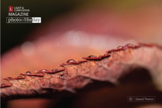The Edge of a Rose’s Foliage by Dawid Theron