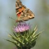 Photography Awards, Nature Photography, Close-up Photography, Photojournalism, Art Photography – Painted Lady on Thistle, by Bawar Mohammad Painted Lady on Thistle, by Bawar Mohammad - Photography Awards, Nature Photography, Close-up Photography, Photojournalism, Art Photography