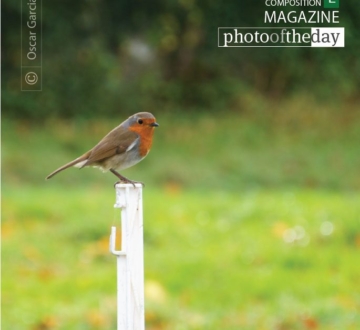 Irish Redbreast Robin, by Oscar Garcia - Wildlife Photography, Photo of the Day, Photography Award, Oscar Garcia, Bird Photography