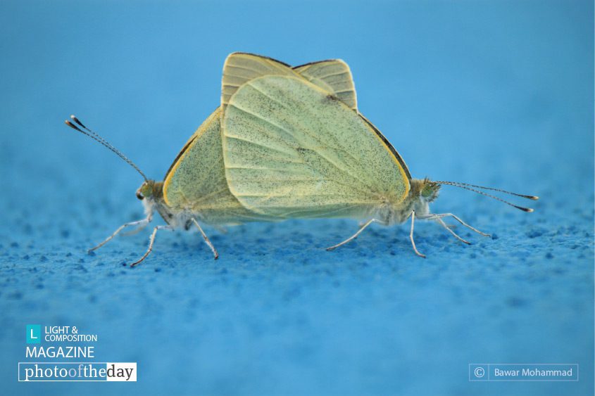 Intercross, by Bawar Mohammad - Close-up Photography, Nature Photography, Photo of the Day, Photography Awards, Online Photography Courses