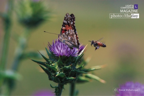Spring Beauty, by Bawar Mohammad - Nature Photography, Photography Awards, Photo of the Day, Art Photography, Online Photography Courses