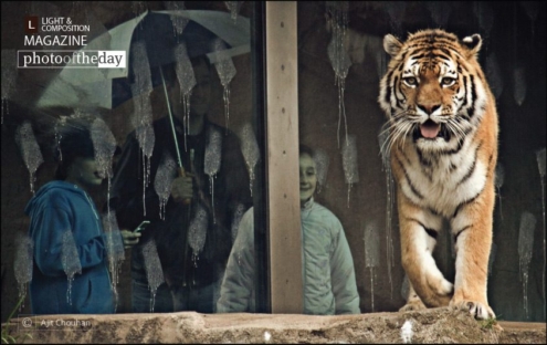 Eager for Action, by Ajit Chouhan - Wildlife Photography, Photography Awards, Photo of the Day, Photography Education, Online Photography Courses