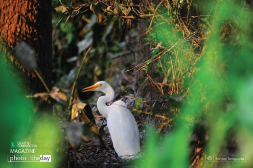Hide and Seek, by Sanjoy Sengupta - Wildlife Photography, Photo of the Day, Photography Award, Nature Photography, Egrets