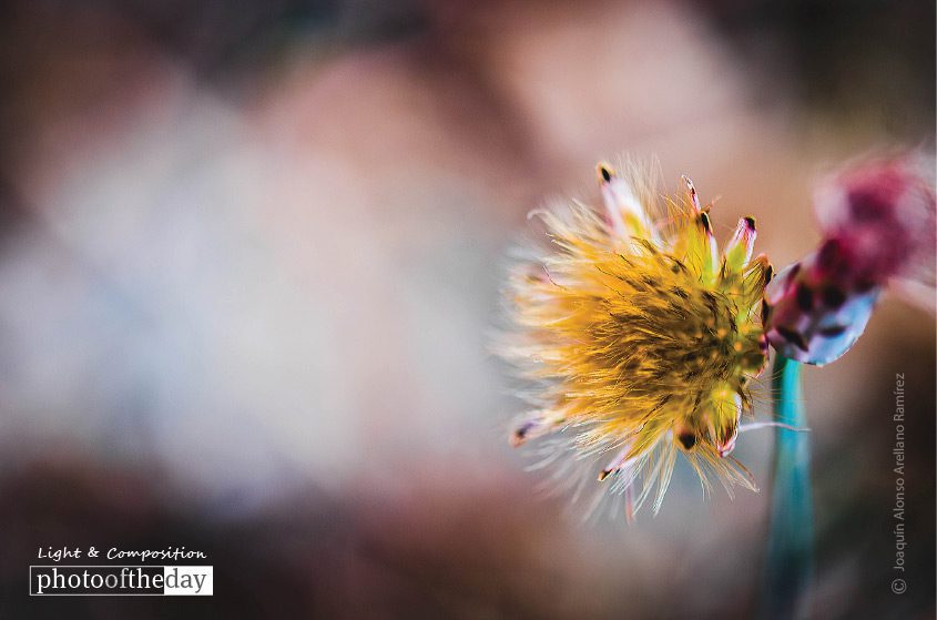 Close-up Photography, Photography Awards, Photo of the Day, Art Photography, Macro Photography - Its Space, by Joaquín Alonso Arellano Ramírez Its Space, by Joaquín Alonso Arellano Ramírez - Close-up Photography, Photography Awards, Photo of the Day, Art Photography, Macro Photography