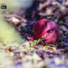 Nature Photography, Photography Award, Photo of the Day, Award Winning Photography, Pomegranate Photography – The Wonder Fruit, by Bawar Mohammad The Wonder Fruit, by Bawar Mohammad - Nature Photography, Photography Award, Photo of the Day, Award Winning Photography, Pomegranate Photography