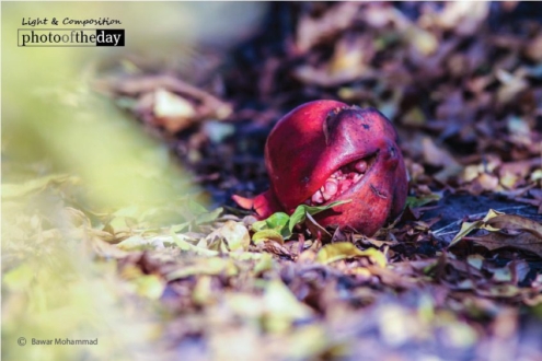 The Wonder Fruit, by Bawar Mohammad - Nature Photography, Photography Award, Photo of the Day, Award Winning Photography, Pomegranate Photography