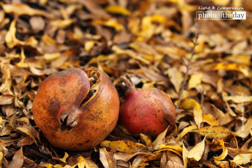 The Fruit of Love, by Bawar Mohammad - Close-up Photography, Photo of the Day, Photography Awards, Art Photography, Photojournalism