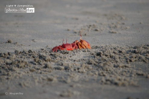 In the Pair-matching, by Nirupam Roy - Nature Photography, Photography Awards, Photo of the Day, Art Photography, Online Photography Courses