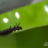 Close-up Photography, Nature Photography, Photography Award, Butterfly Photography, Photo of the Day – The Early Stage of a Butterfly, by Tanmoy Saha The Early Stage of a Butterfly, by Tanmoy Saha - Close-up Photography, Nature Photography, Photography Award, Butterfly Photography, Photo of the Day