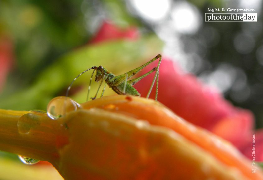 Grasshopper in the Rain, by Tisha Clinkenbeard - Close-up Photography, Nature Photography, Photography Awards, Photo of the Day, Light & Composition University