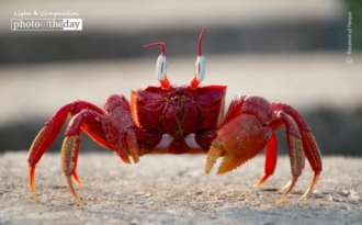 The Crab That Played with the Sea, by Rezawanul Haque