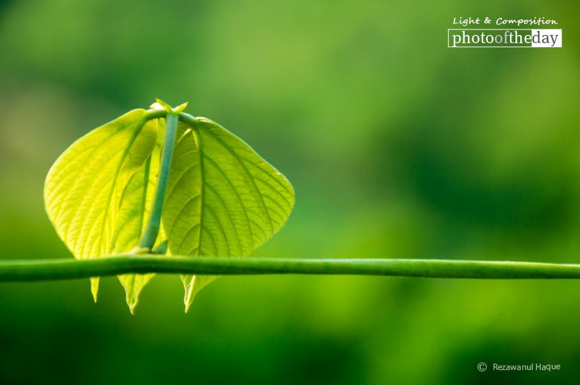 Green, by Rezawanul Haque - Close-up Photography, Photography Awards, Photo of the Day, Art Photography, Nature Photography