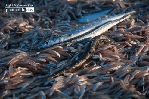 Fishermen’s Livelihood, by Tanmoy Saha - Photojournalism, Documentary Photography, Art Photography, Photography Awards, Photo of the Day