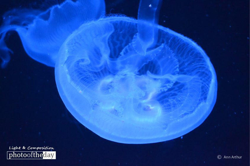 The Moon Jelly, by Ann Arthur - Underwater Photography, Moon Jelly, Photo of the Day, Photography Awards, Online Photography Courses