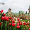 Tulips at Parliament Hill, by Mazhar Hossain - Nature Photography, Photography Awards, Photo of the Day, Tulip Photography,  Online Photography Courses