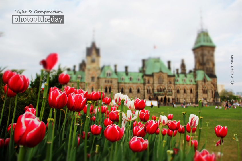 Tulips at Parliament Hill, by Mazhar Hossain - Nature Photography, Photography Awards, Photo of the Day, Tulip Photography, Online Photography Courses