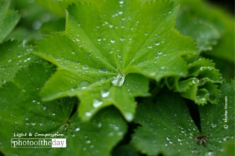 Everything Has Its Beauty by Mazhar Hossain