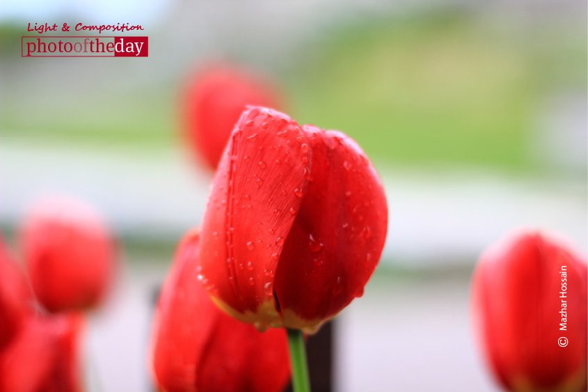 Red Blossoms, by Mazhar Hossain - Flower Photography, Color Photography, Photo of the Day, Photography Awards, Online Photography Courses