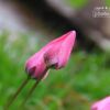 Tulips in Pink, by Mazhar Hossain - Photography Awards, Photo of the Day, Art Photography, Color Photography, Tulips