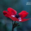 Photojournalism, Close-up Photography, Art Photography, Papaver, Photography Awards – The Papaver Flower, by Bawar Mohammad The Papaver Flower, by Bawar Mohammad - Photojournalism, Close-up Photography, Art Photography, Papaver, Photography Awards