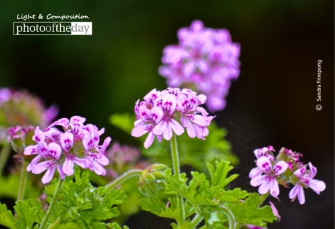 A Tribute to Mom, by Sandra Frimpong - Color Photography, Photo of the Day, Award Winning Photography, Photography Education, Online Photography Courses