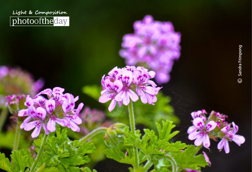 A Tribute to Mom, by Sandra Frimpong - Color Photography, Photo of the Day, Award Winning Photography, Photography Education, Online Photography Courses